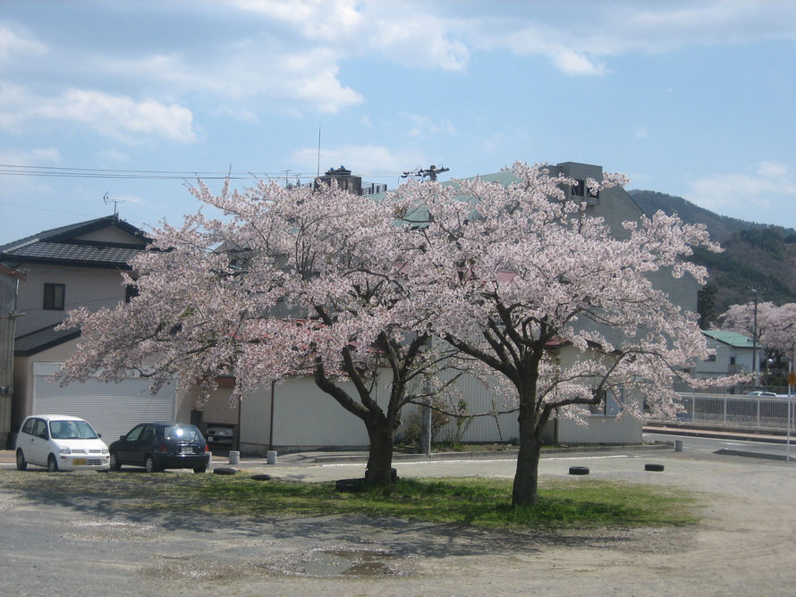 震災前の桜