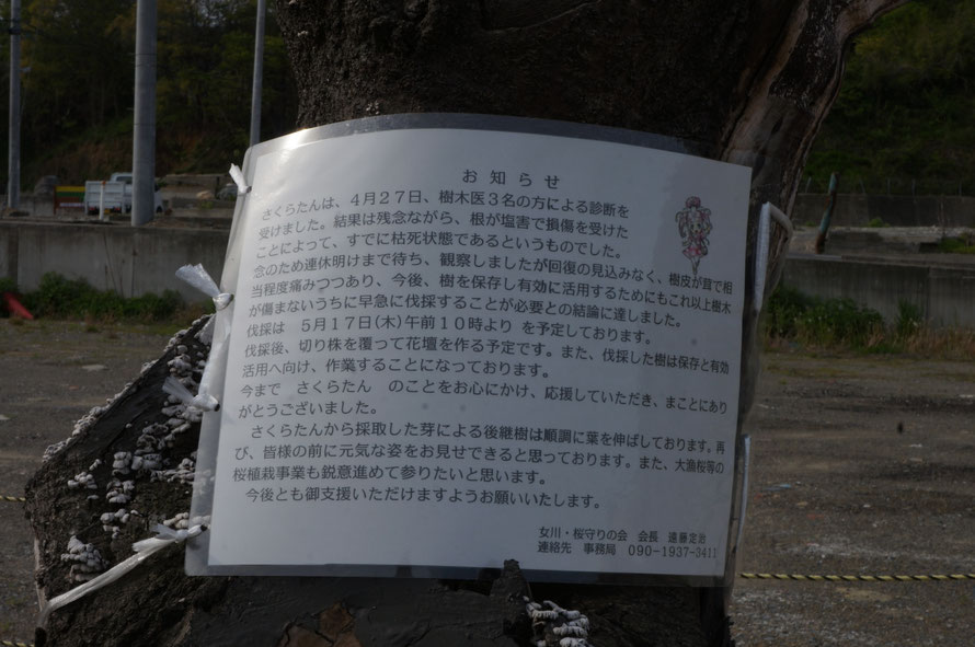 伐採の看板