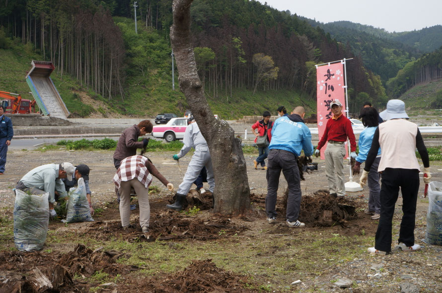 桜の伐採